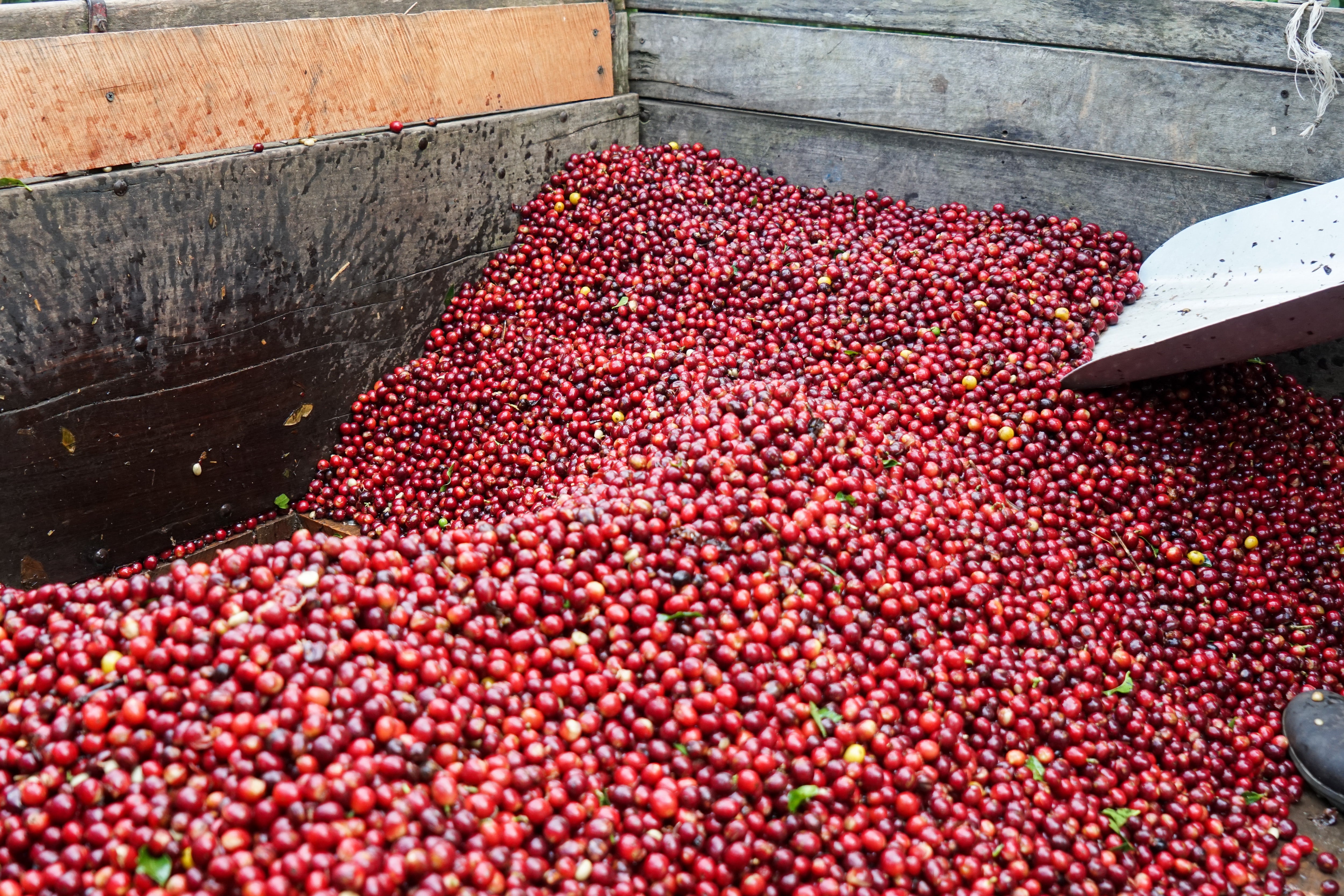 An Overview of Coffee Processing Methods