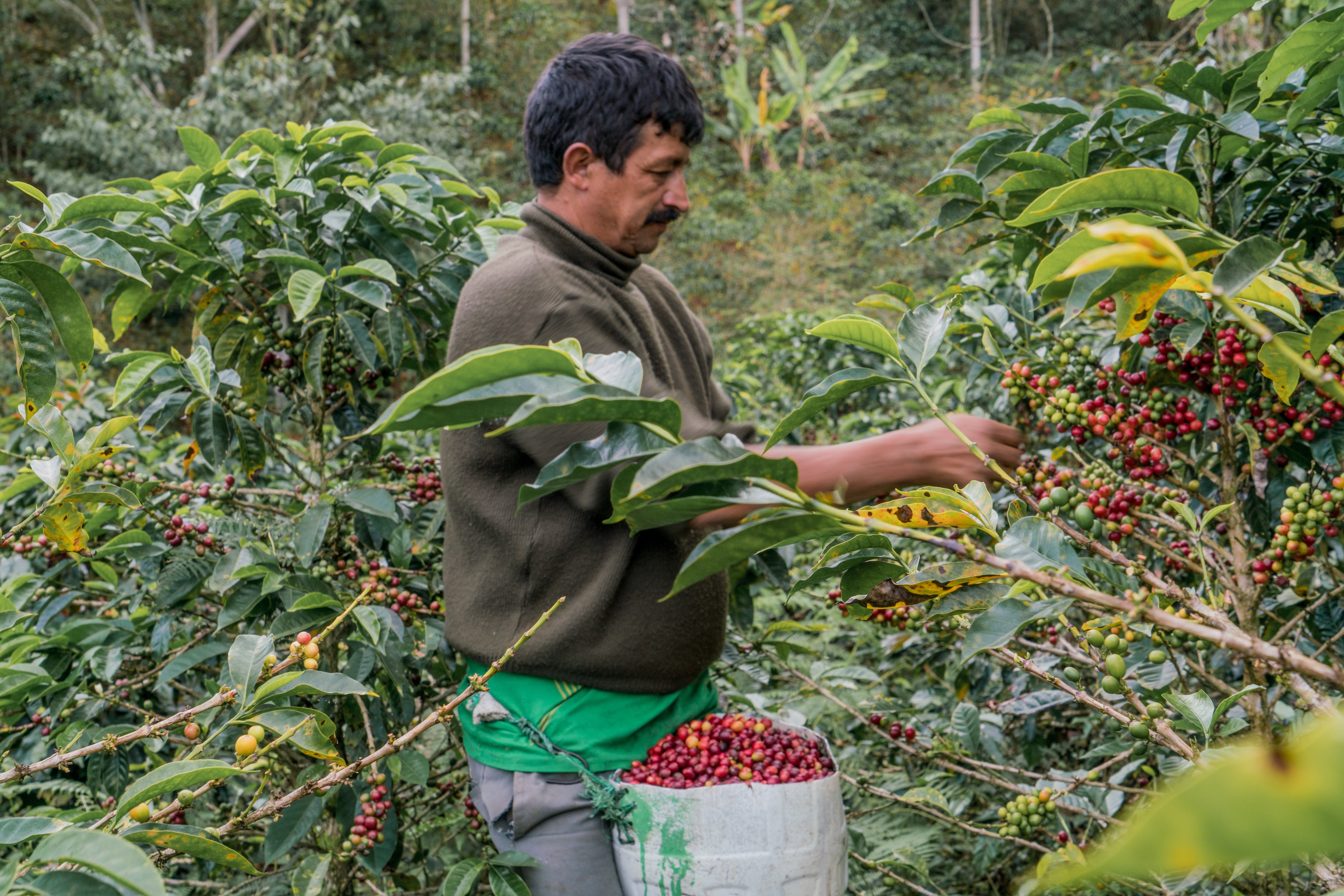 Peru, Cajamarca, Organic & Fair Trade